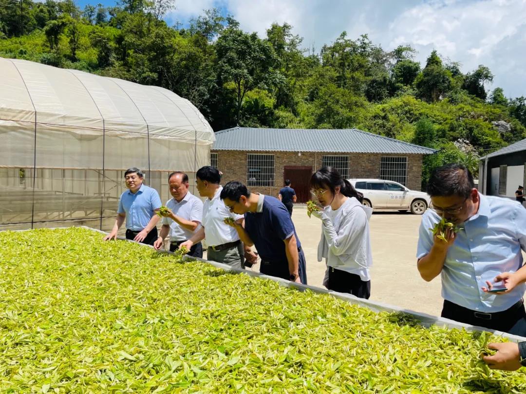 卢光志副书记（左二）在绿春县彤瑞茶叶有限公司调研茶叶精深加工项目推进情况